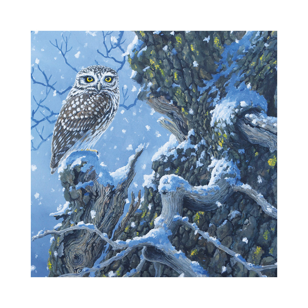 A detailed winter illustration of a Little owl perched on a snow-dusted tree branch, with a winter evening blue sky and textured bark filling the frame.