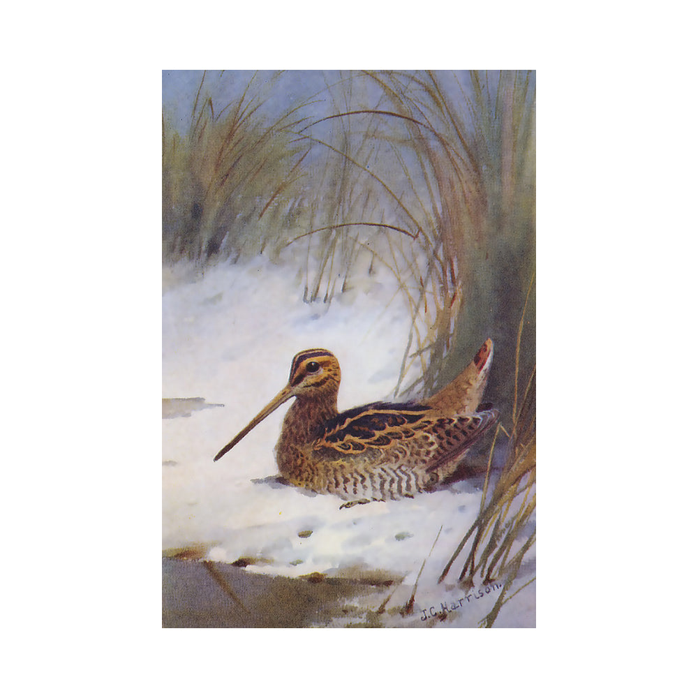 A painted winter scene showing a brown and tan snipe sitting in shallow snow, with tall grasses and a wintry blue sky in the background.