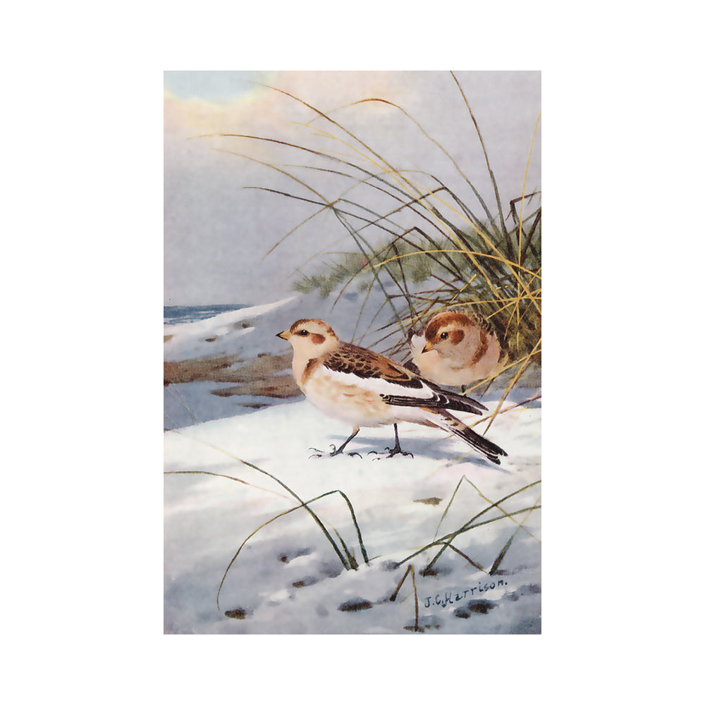 A vintage-style painting showing two snow buntings standing on a snowy shore with tall grasses under a pale cloudy sky.