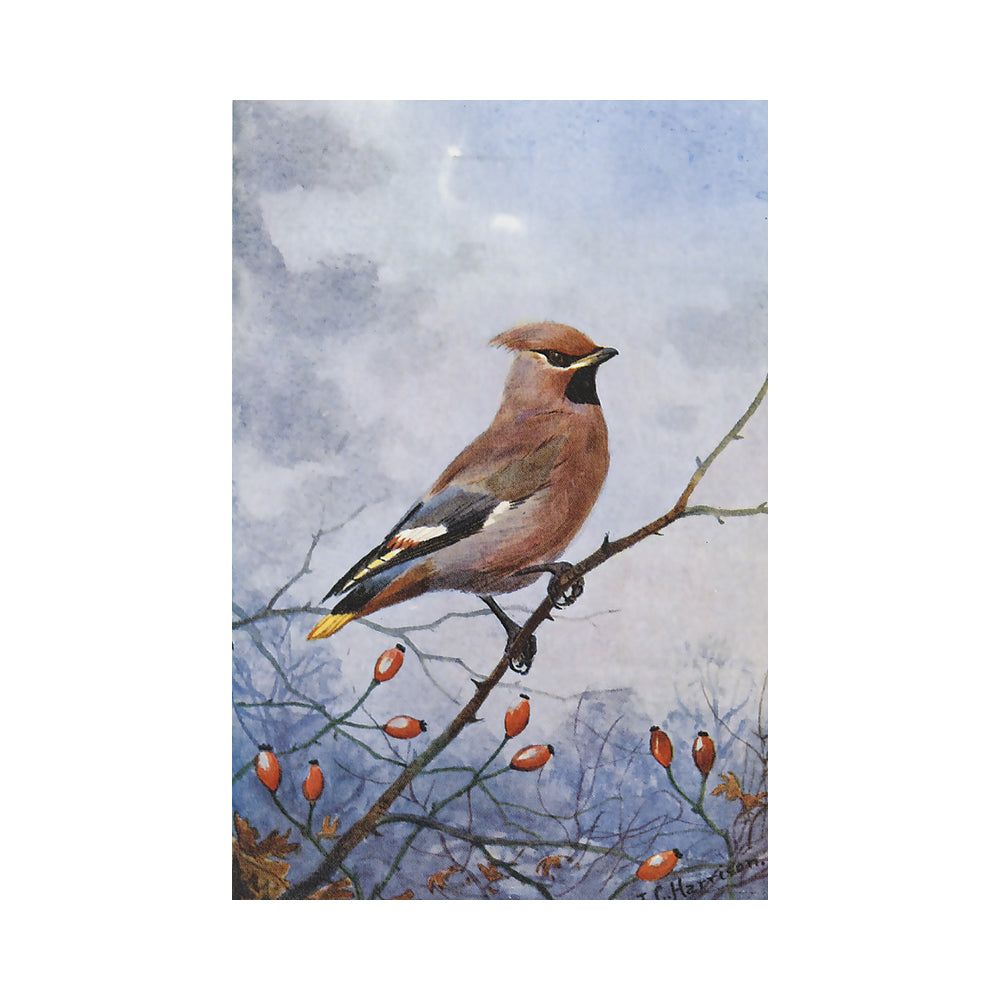 Watercolor-style painting of a cedar and multi coloured waxwing bird perched on a branch with hawthorn berries against a soft wintry grey sky and landscape background.