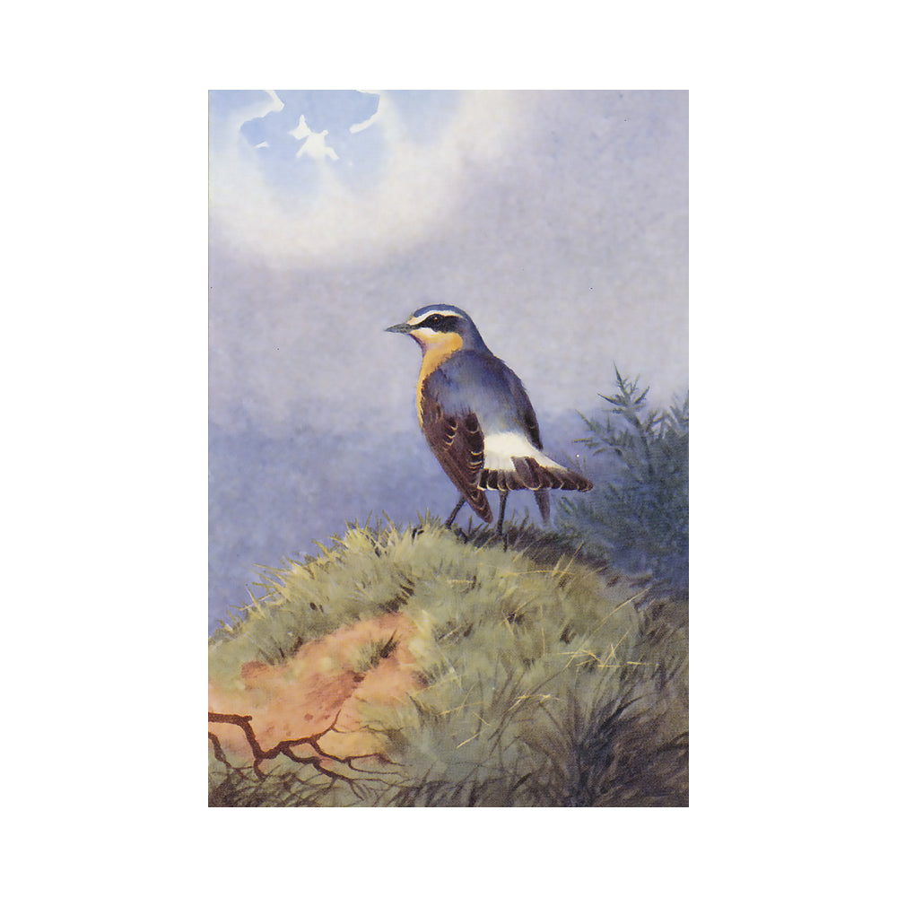 A colourful wheatear  with its yellow neck and breast, perched on a grassy mound under a grey, wintry sky with clouds, rendered in a naturalist style with muted blue, green, brown, and white tones.